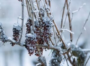 Frozen grapes on a vine for making Ice Wine storage cellar in Larkspur, CO